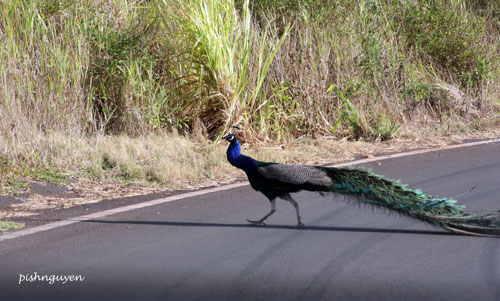 roadtolorraine10-peacock-sm
