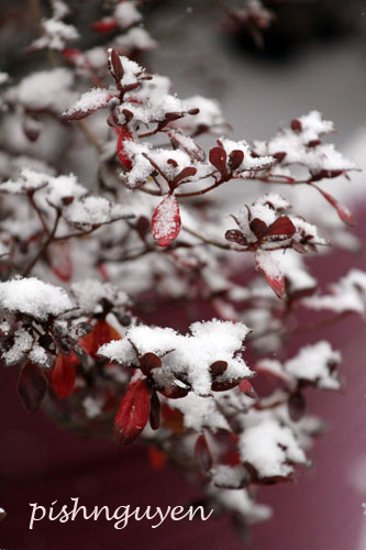 snow-azalea1