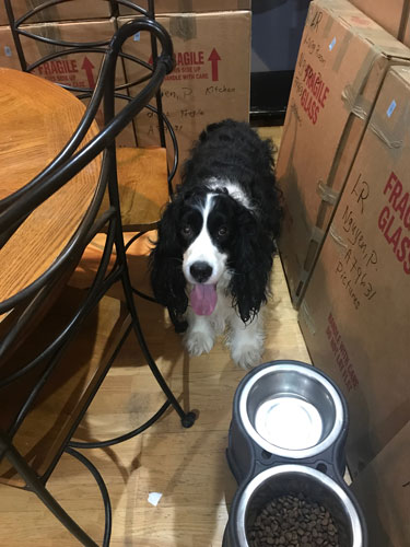 2019-movetoIL-boxes5-dog+food-sm